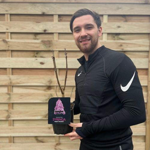 Syringa vulgaris 'Sensation' (Lilac) 2L