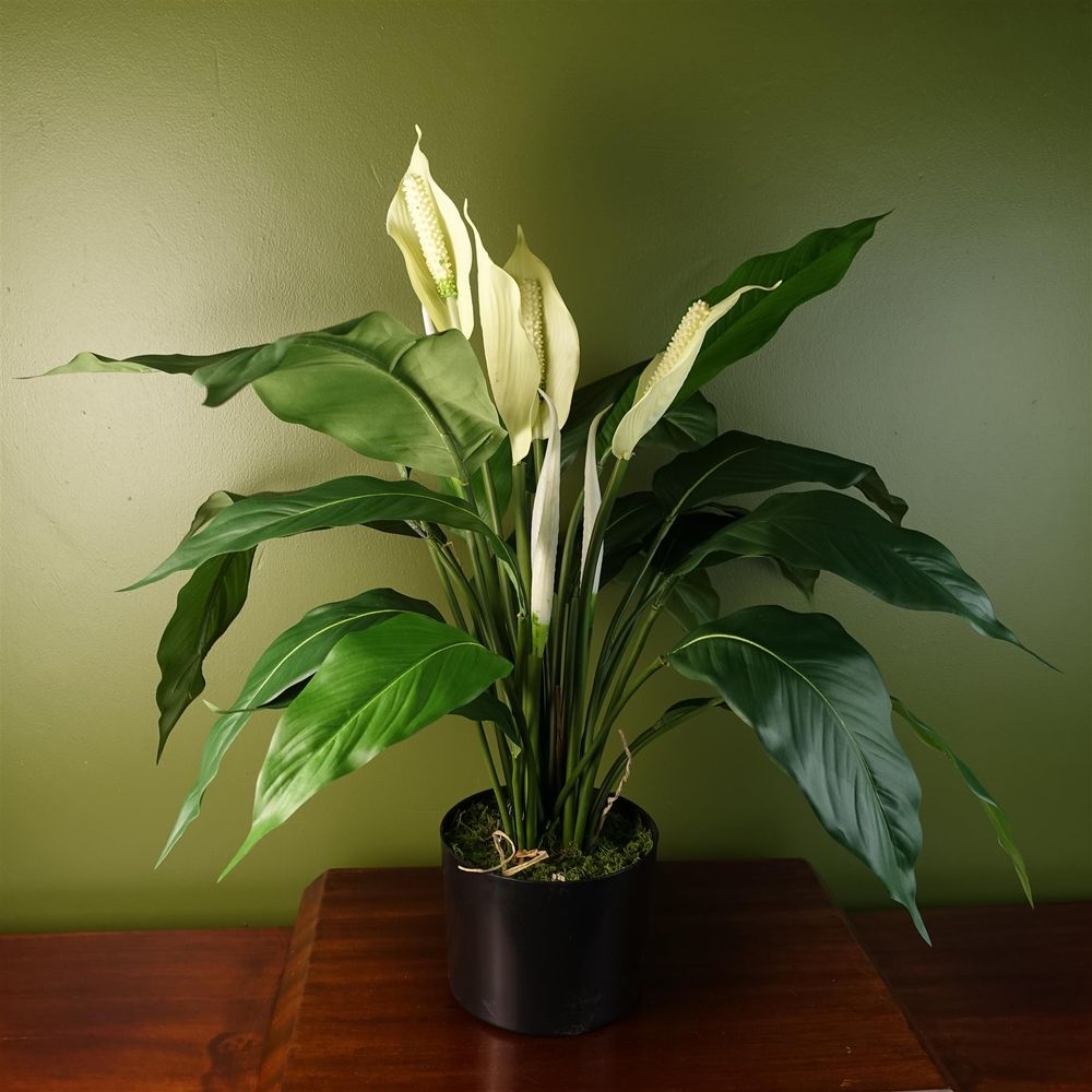 Premium Artificial Peace Lily: Lifelike White Spathiphyllum - Perfect Indoor Decor - Realistic Replica - Weighted Pot - 60cm Height