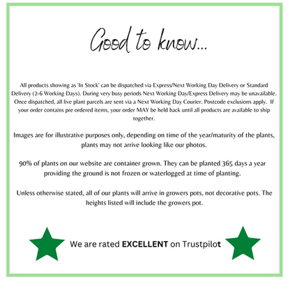 Cordyline australis 'Torbay Dazzler' 1.5L