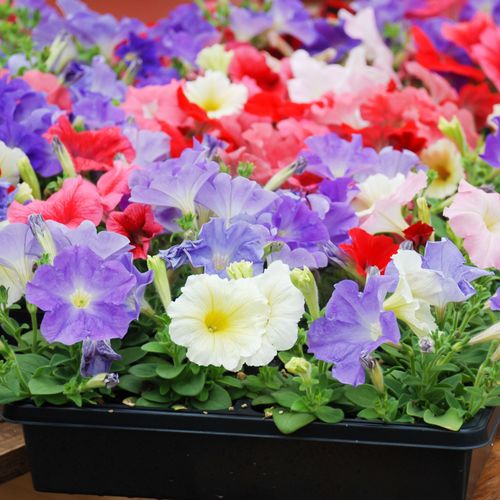 Petunia Tray (Tray of 20 Plants)