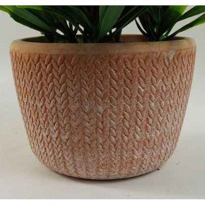 22cm Foliage Honey Plant Dark Green in Terracotta Pot