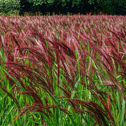 Miscanthus sinensis Boucle 9cm