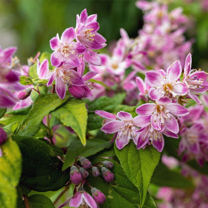 Deutzia x hybrid 'Strawberry Fields' 1L