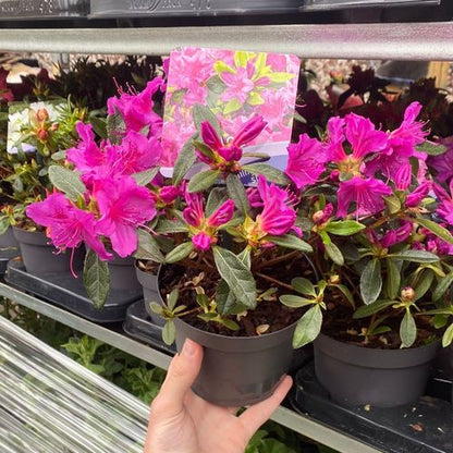 Azalea 'Koningstein' 1L