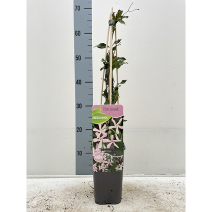 Evergreen Star Jasmine 'Pink Showers' | Trachelospermum jasminoides | Climber | 20-30cm, 60-80cm