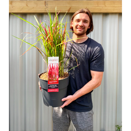 Imperata cylindrica Red Baron (Japanese Blood Grass) 9cm/2L/3L7.5L