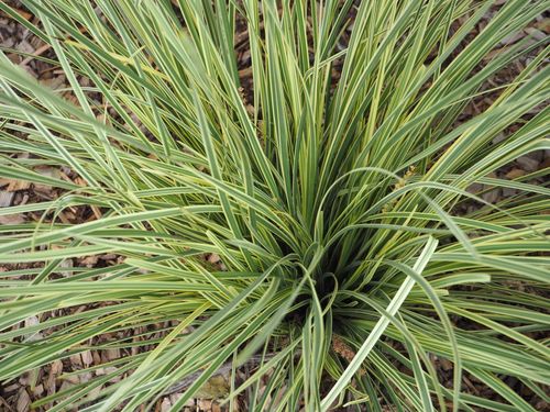 Lomandra longifolia 'White Sands' 9cm